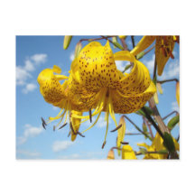 Summer postcards yellow Tiger Lily Flowers Blue