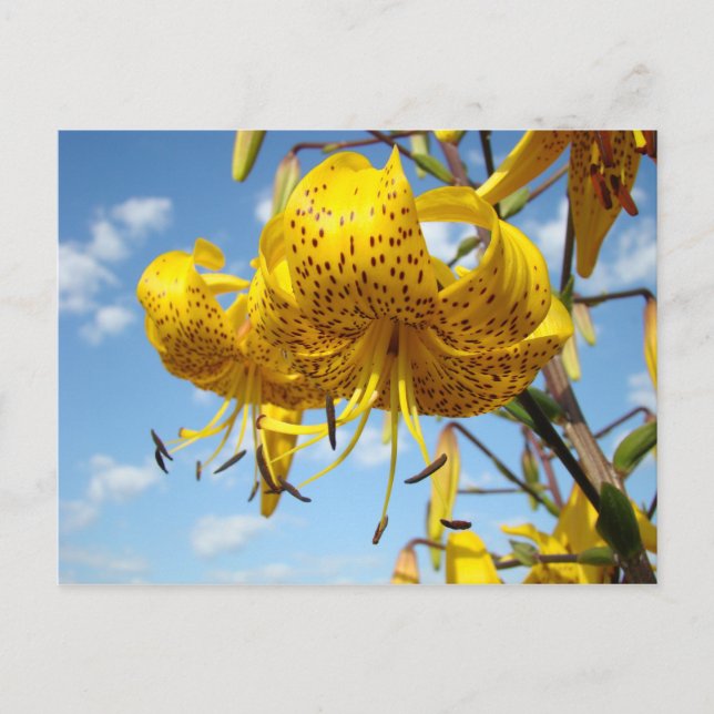Summer postcards yellow Tiger Lily Flowers Blue (Front)