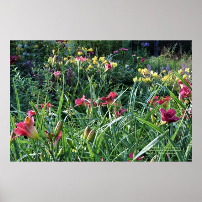 Summer Reblooming Daylily Gardens Poster (Front)