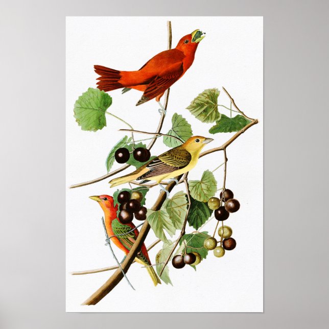 Summer Red Bird John James Audubon Birds America Poster (Front)