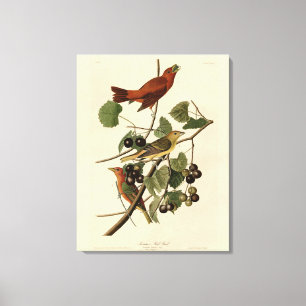 Summer Red Bird (Tanager) Audubon Birds of America Canvas Print