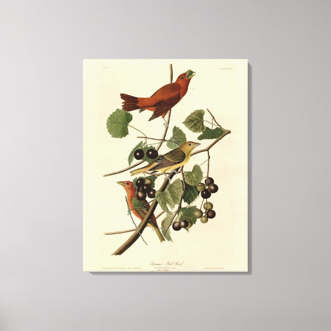 Summer Red Bird (Tanager) Audubon Birds of America Canvas Print (Front)