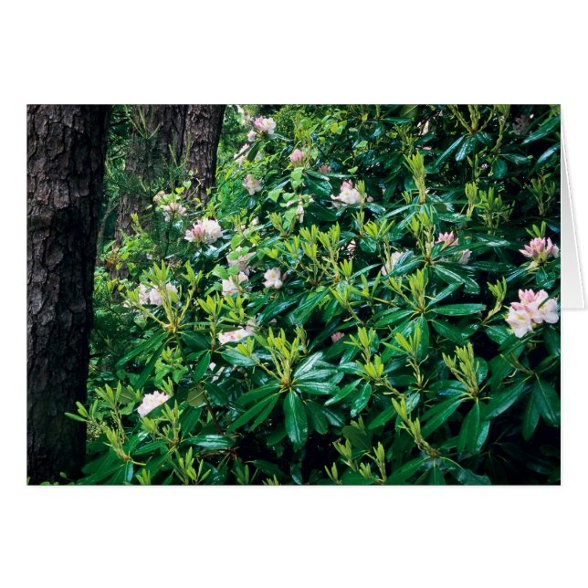 Summer Rhododendrons (Front Horizontal)