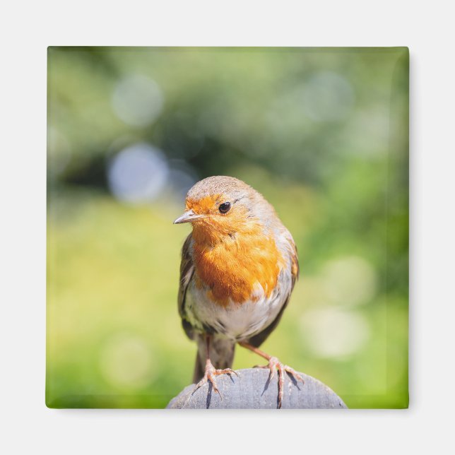 Summer Robin Magnet (Front)