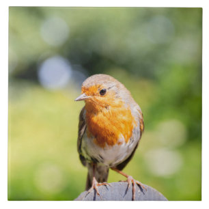 Summer Robin Tile