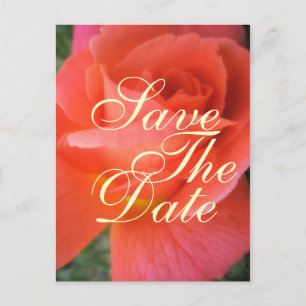 Summer rose save the date wedding announcement postcard