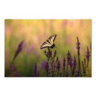 Summer Scene, Butterfly and Loosestrife Photo Print