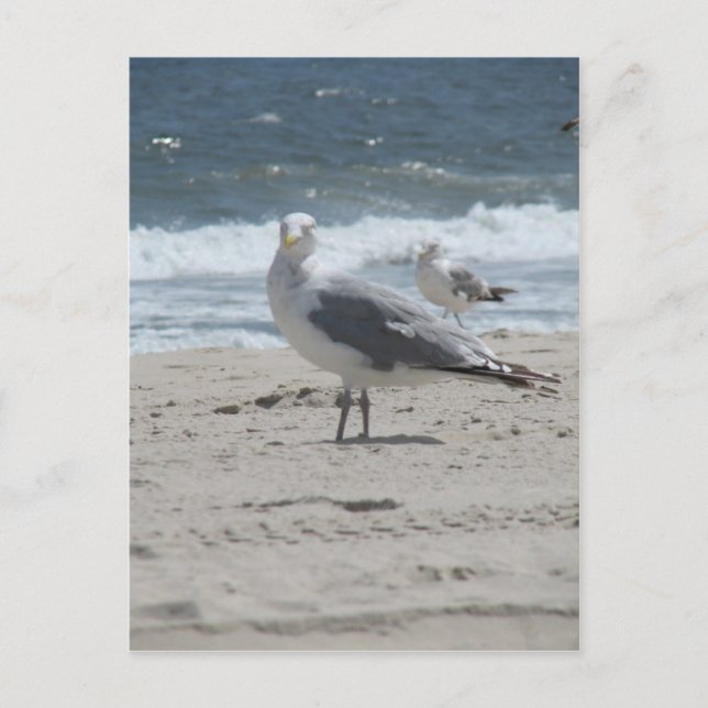 Summer Sea Gull Postcard (Front)