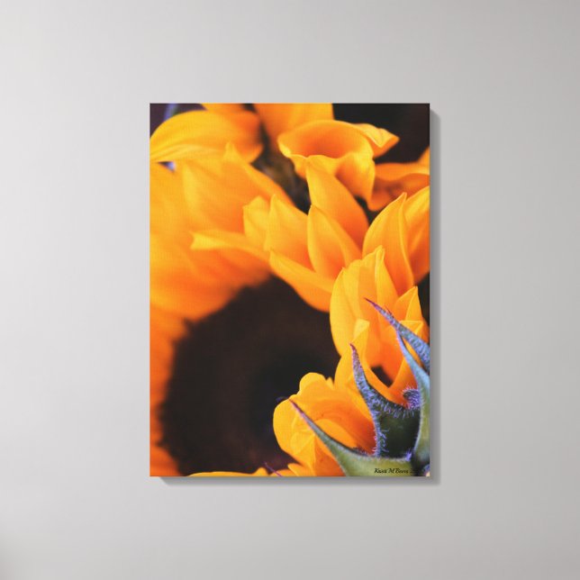 Summer Sunflower Canvas Print (Front)