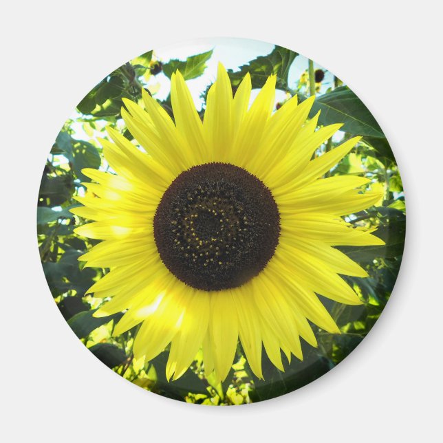Summer Sunflower Round Magnet (Front)