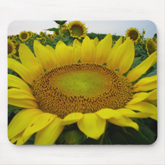 Summer Sunflower Series Mouse Mat (Front)