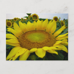 Summer Sunflower Series Postcard