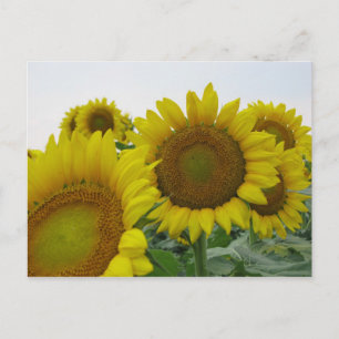 Summer Sunflower Series Postcard
