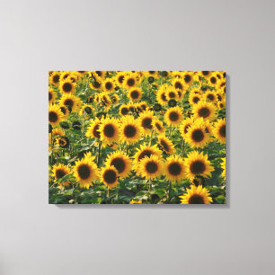 Summer Sunflowers Field Canvas Print