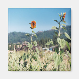 Summer Sunflowers....... Magnet