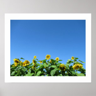 Summer Sunflowers Poster