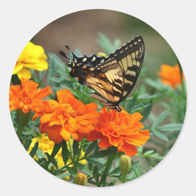 Summer - Swallowtail Butterfly and Pretty Marigold Classic Round Sticker (Front)