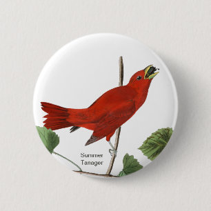 Summer Tanager, Audubon Red Bird, Birdwatcher Bird 6 Cm Round Badge