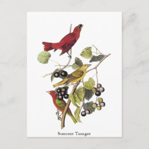 Summer Tanager by John Audubon Postcard