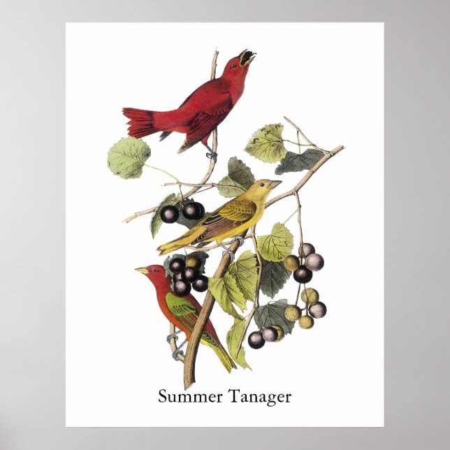Summer Tanager by John Audubon Poster (Front)