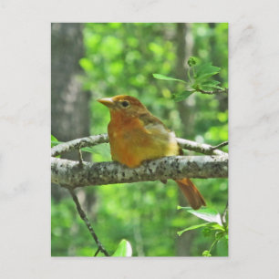 Summer Tanager (female) Postcard