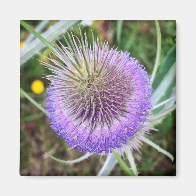 Summer Thistle Flower Magnet (Front)