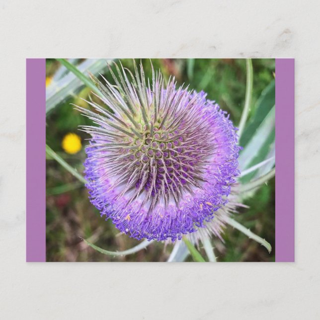 Summer Thistle Flower Postcard (Front)