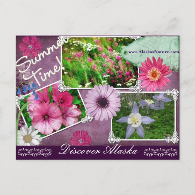 Summer Time In Alaska Postcard (Front)