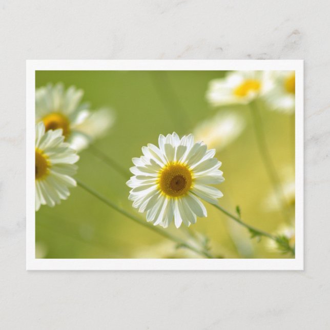 Summer-time Postcard (Front)