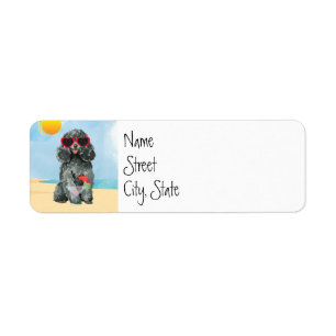 Summer Toy Poodle