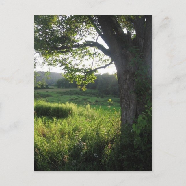 summer tree postcard (Front)