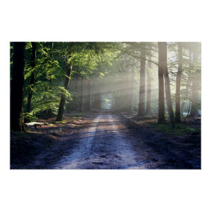 Summer Trees Covering Dirt Road Poster