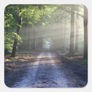 Summer Trees Covering Dirt Road Square Sticker
