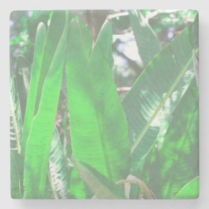 Summer Vibes Banana Tree Leaves Pale Green Pastel Stone Coaster