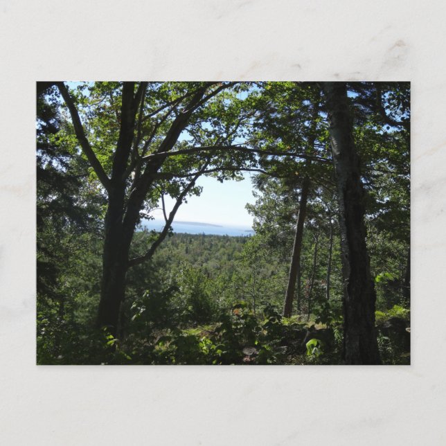 Summer View in Acadia National Park Postcard (Front)