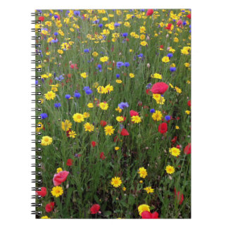 Summer Wildflowers from Loch Ness Notebook