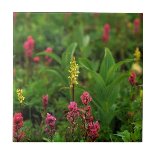 Summer Wildflowers Send Forth A Riot Of Colour Tile (Front)