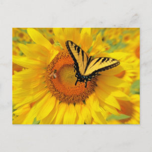 Summer wings , postcards