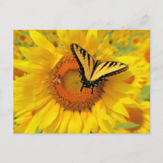 Summer wings , postcards