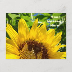 Summer Yellow Sunflower Postcards Sun Flowers