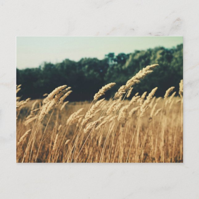 Summerfield Postcard (Front)