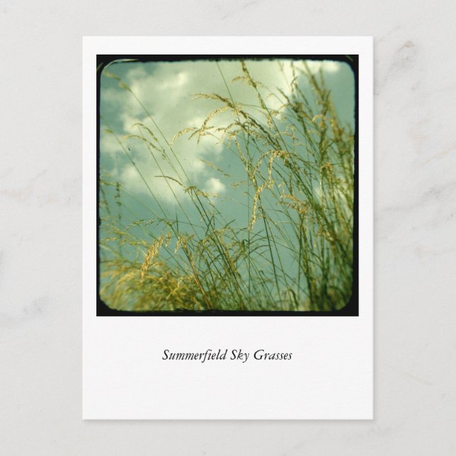 Summerfield Sky Grasses Postcard (Front)