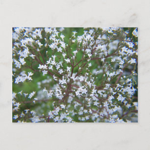 SummerFlowers033 Postcard