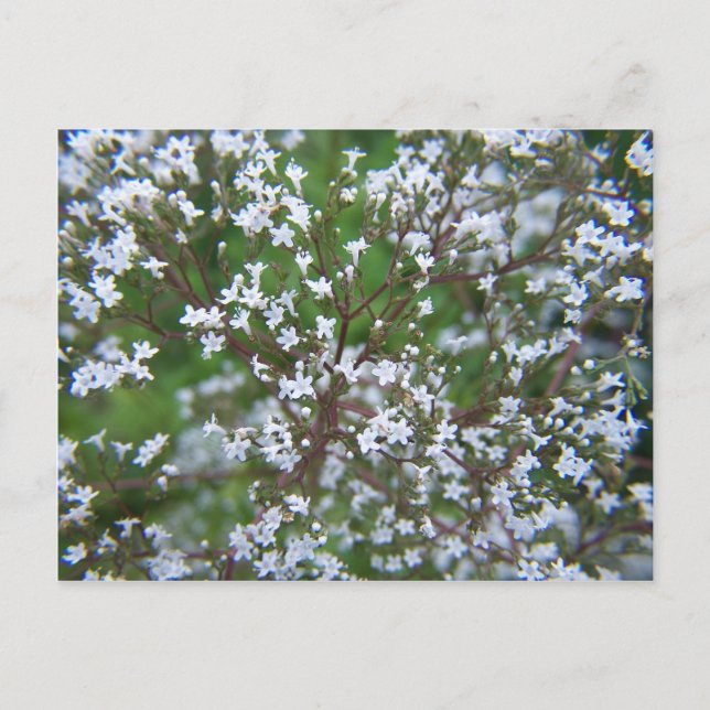SummerFlowers033 Postcard (Front)