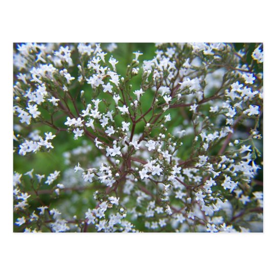 SummerFlowers033 Postcard