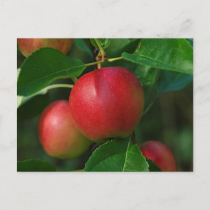 Summerred Apples postcard