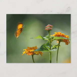 Summer's Light Postcard