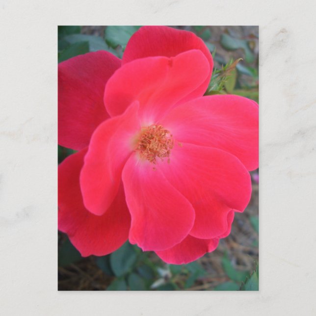 Summer's Red Rose CricketDiane Designer Postcard (Front)