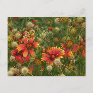Summertime Floral postcard