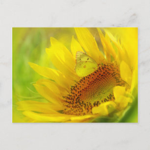 Summertime Postcard